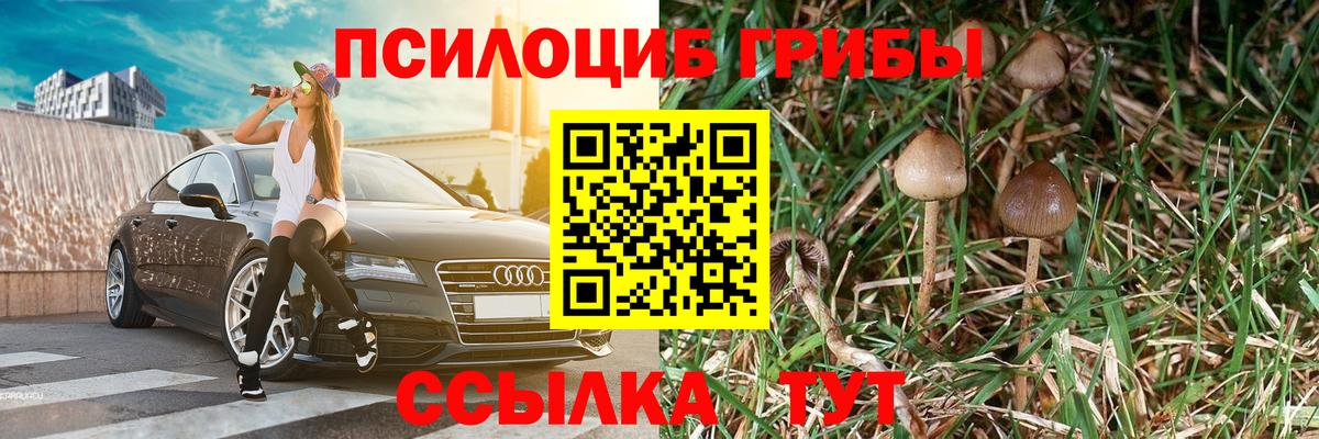 Галлюциногенные грибы Psilocybe Избербаш